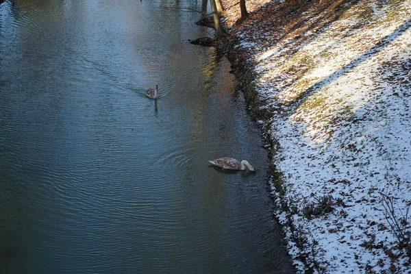 Young Mute Swans Which Have Flown Away Warmer Climes Swim — Fotografia de Stock