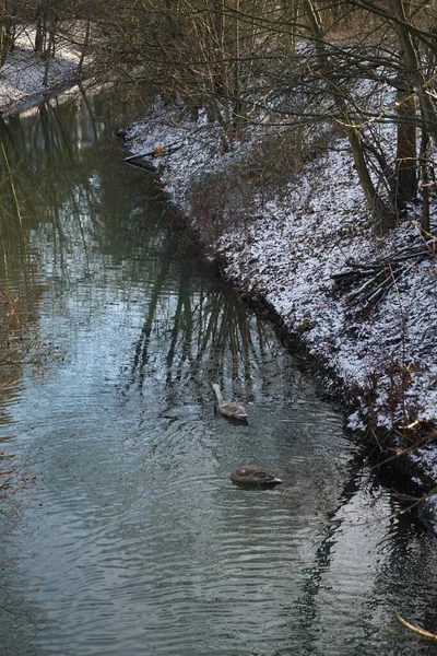 Young Mute Swans Which Have Flown Away Warmer Climes Swim — Fotografia de Stock