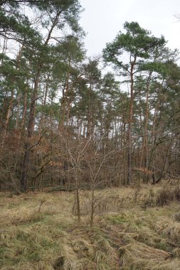 Winter forest with delightful vegetation in January. Berlin, Germany