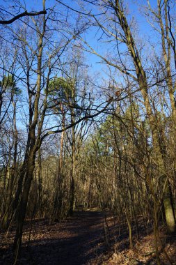 Winter forest with delightful vegetation in January. Berlin, Germany