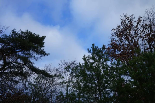 Tree Branches Blue Sky Winter Forest Berlin Germany — Fotografia de Stock