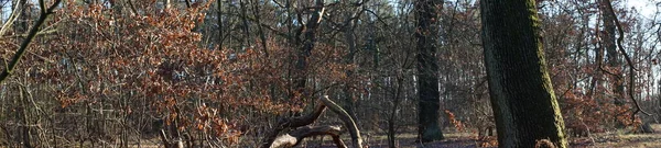 Photo Panorama Winter Forest Delightful Vegetation January Berlin Germany —  Fotos de Stock