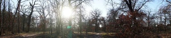 Photo Panorama Low Lying Winter Sun Forest January Berlin Germany — Fotografia de Stock