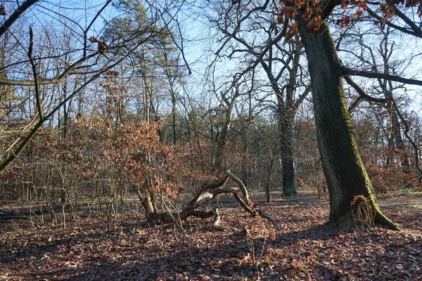 Зимний Лес Восхитительной Растительностью Январе Берлин Германия — стоковое фото