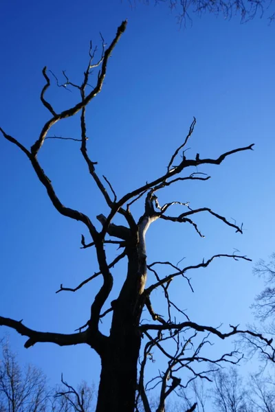 Δέντρο Κλαδιά Ενάντια Στο Γαλάζιο Ουρανό Στο Δάσος Του Χειμώνα — Φωτογραφία Αρχείου