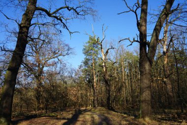 Winter forest with delightful vegetation in January. Berlin, Germany 