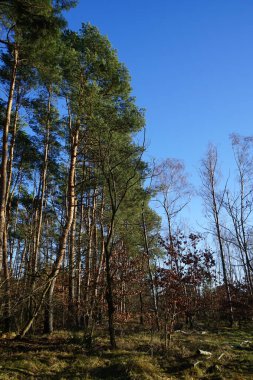 Winter forest with delightful vegetation in January. Berlin, Germany 