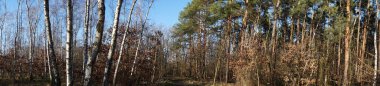 Photo panorama. Winter forest with delightful vegetation in January. Berlin, Germany 