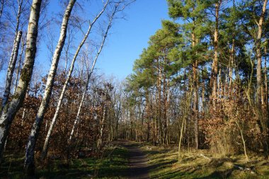 Winter forest with delightful vegetation in January. Berlin, Germany 