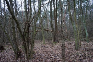 Winter forest with delightful vegetation in January. Berlin, Germany 