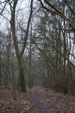 Winter forest with delightful vegetation in January. Berlin, Germany 