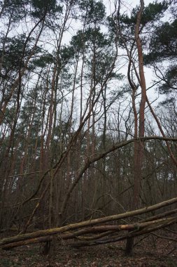 Winter forest with delightful vegetation in January. Berlin, Germany 
