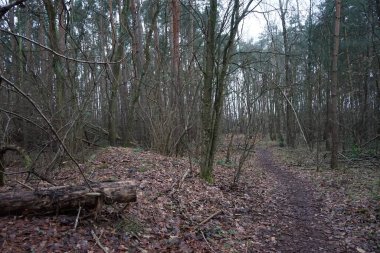 Winter forest with delightful vegetation in January. Berlin, Germany 
