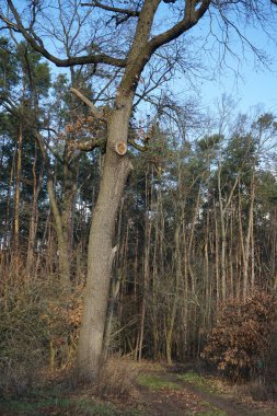 Winter forest with delightful vegetation in January. Berlin, Germany 