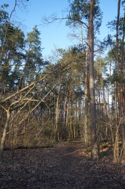 Winter forest with delightful vegetation in January. Berlin, Germany 