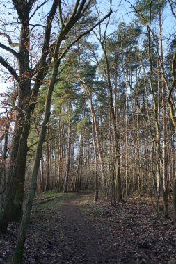 Winter forest with delightful vegetation in January. Berlin, Germany 