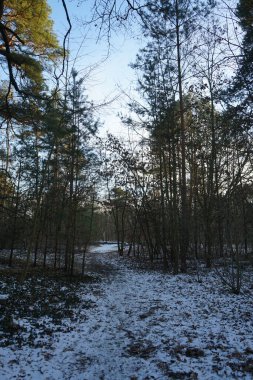 Amazing snowy forest in January. Berlin, Germany