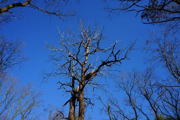 Δέντρο Κλαδιά Ενάντια Στο Γαλάζιο Ουρανό Στο Δάσος Του Χειμώνα — Φωτογραφία Αρχείου