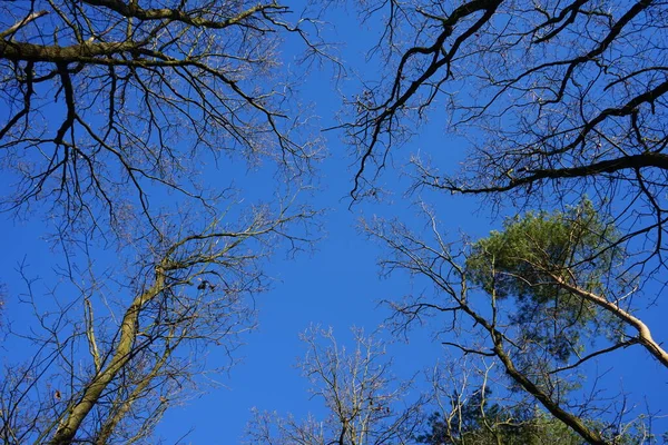 Tree Branches Blue Sky Winter Forest Berlin Germany — Stok fotoğraf