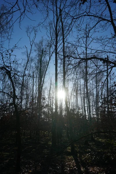 Low-lying winter sun over the forest in January. Berlin, Germany