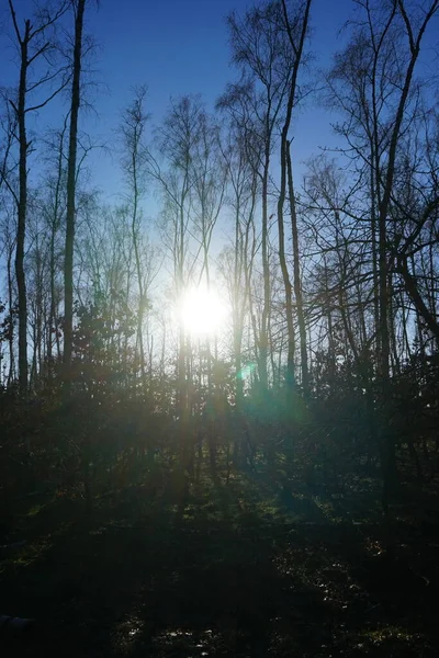 Low-lying winter sun over the forest in January. Berlin, Germany