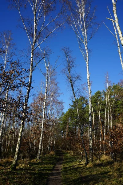 Winter Forest Delightful Vegetation January Berlin Germany — Stock Photo, Image