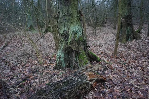 Winter Forest Delightful Vegetation January Berlin Germany — 스톡 사진