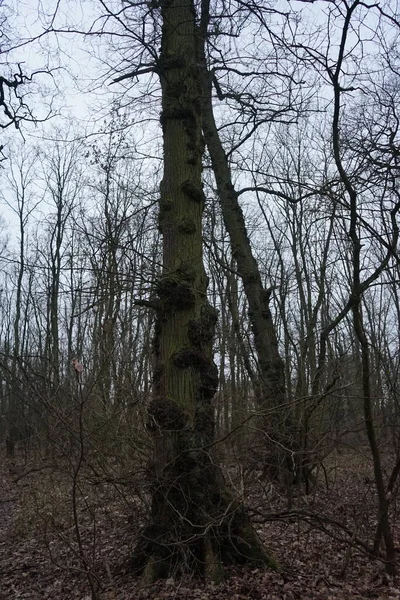 Winter Forest Delightful Vegetation January Berlin Germany — Stok fotoğraf