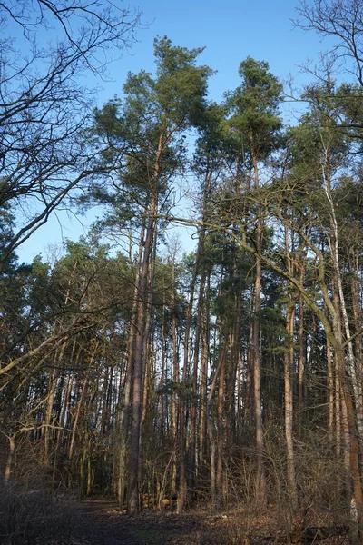 Winter Forest Delightful Vegetation January Berlin Germany — Foto de Stock