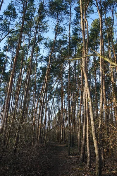 Зимний Лес Восхитительной Растительностью Январе Берлин Германия — стоковое фото