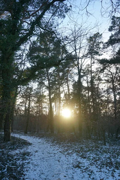 Beautiful Sunset Snowy Forest January Berlin Germany — Foto Stock