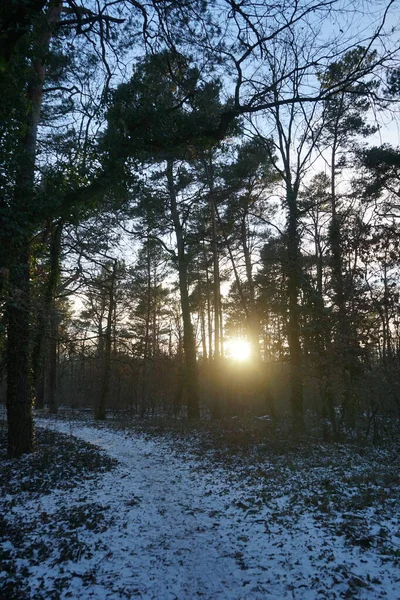 Όμορφο Ηλιοβασίλεμα Ένα Χιονισμένο Δάσος Τον Ιανουάριο Βερολίνο Γερμανία — Φωτογραφία Αρχείου