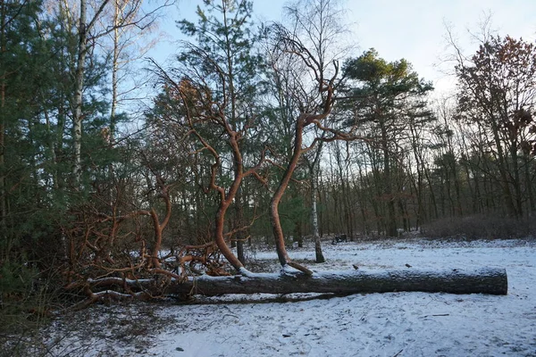 Amazing Snowy Forest January Berlin Germany — ストック写真