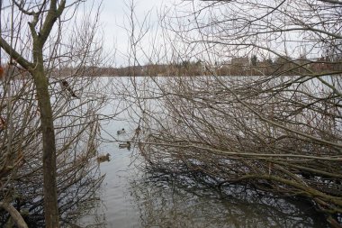 Waterfowl mallards and coots swim near the shore of Biesdorfer Baggersee lake in the thickets in winter. Berlin, Germany