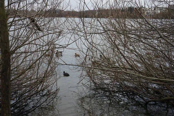 Waterfowl Mallards Coots Swim Shore Biesdorfer Baggersee Lake Thickets Winter — 图库照片