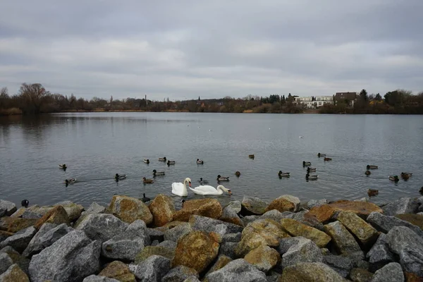 Pair White Mute Swans Surrounded Mallards Moorhens Coots Black Headed — 스톡 사진