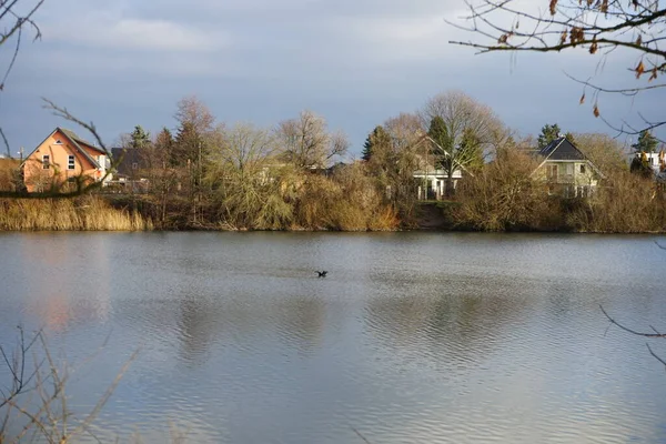 Great Cormorant Takes Biesdorfer Baggersee Lake January Great Cormorant Phalacrocorax — 스톡 사진