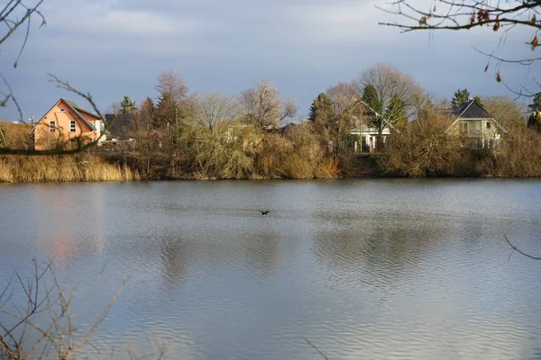 Great Cormorant Takes Biesdorfer Baggersee Lake January Great Cormorant Phalacrocorax — Stock Fotó