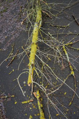 A fallen tree branch on a path in January. Berlin, Germany 