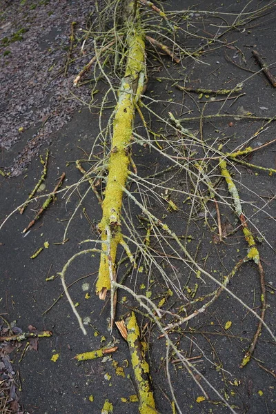 Fallen Tree Branch Path January Berlin Germany — Stockfoto