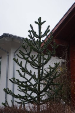 Araucaria araucana, syn. monkey puzzle tree, monkey tail tree, pewen or Chilean pine, in the garden in January. Araucaria is a genus of evergreen coniferous trees in the family Araucariaceae. Berlin, Germany