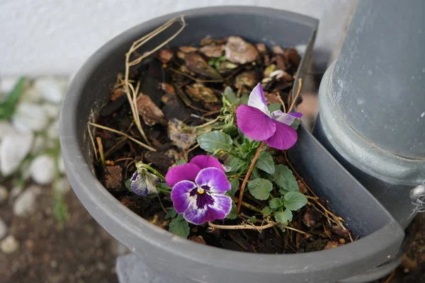 Pansies in a flower pot in January. The garden pansy, Viola  wittrockiana, is a type of large-flowered hybrid plant cultivated as a garden flower. Berlin, Germany