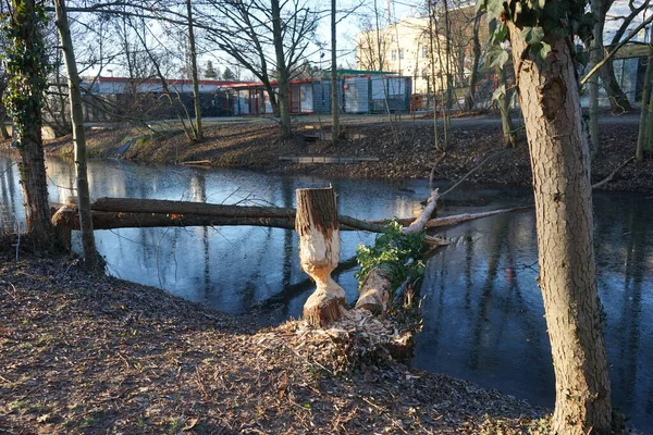 Trees Wuhle River Being Gnawed Beavers Berlin Germany — 스톡 사진