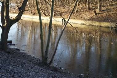 Trees near the Wuhle River being gnawed by beavers. Berlin, Germany 