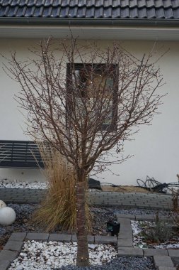 The tree is decorated with Christmas lights in winter. Berlin, Germany