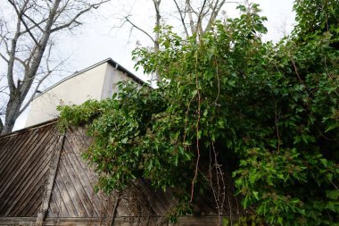 Hedera helix in January. Hedera helix, the common-, English-, European- or just ivy, is a species of flowering plant of the ivy genus, in the family Araliaceae. Berlin, Germany