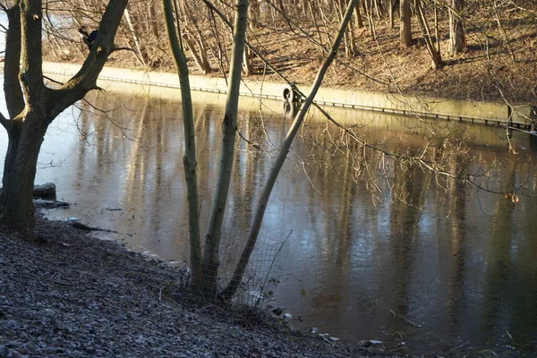 Trees near the Wuhle River being gnawed by beavers. Berlin, Germany 
