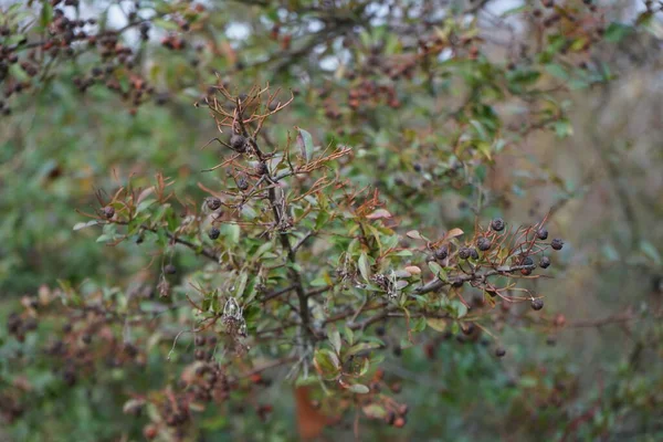 1月に黒アロニアの果実 アロニア Aronia 落葉低木 チョークベリーの属で 科バラ科です ドイツ ベルリン — ストック写真