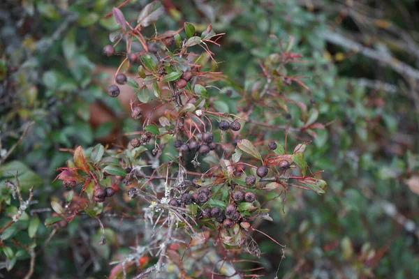 Zwarte Aronia Bessen Januari Aronia Een Geslacht Uit Rozenstruiken Rosaceae — Stockfoto