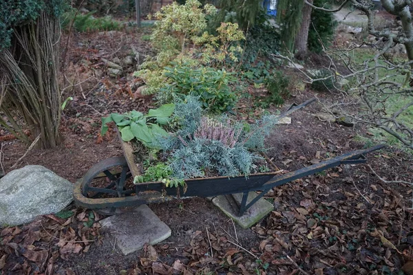 Wheelbarrow Blooming Calluna Vulgaris Conifers Other Plants Decoration Garden January — Stockfoto
